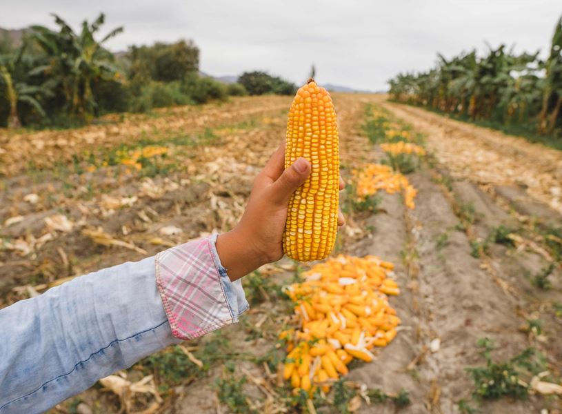 Learn about Giant White Corn production in farm in Sacred Valley, Peru