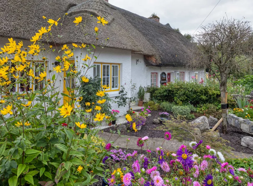 Thatched cottage with colourful garden flowers  in Adare, Ireland