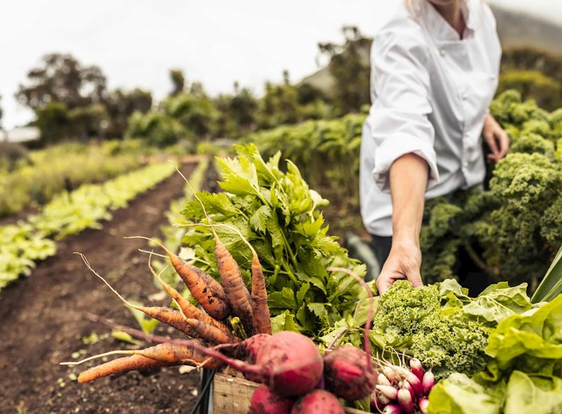A chef harvesting fresh vegetables on a farm in Avignon, France