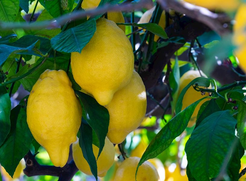 Close-up of ripe yellow lemons hanging on a tree with green leaves