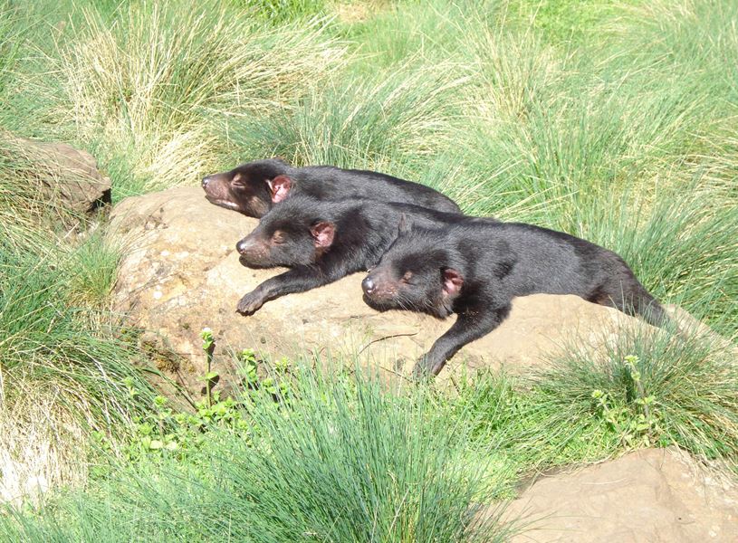 Visit Devils conservation sanctuary in Cradle Mountain, Australia