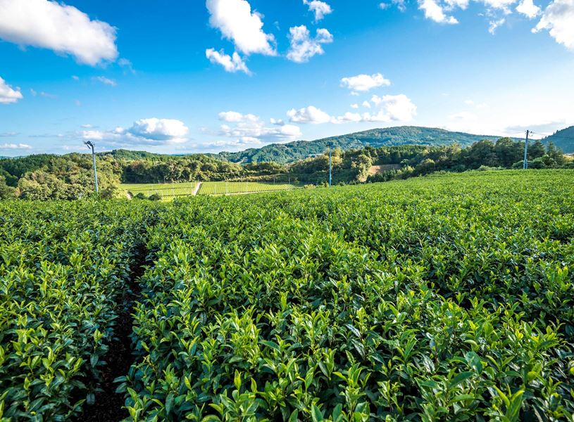 Lunch at traditional tea plantation in Nara, Japan