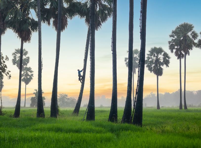 Visit a coconut palm sugar plantation in Kanchanaburi, Thailand