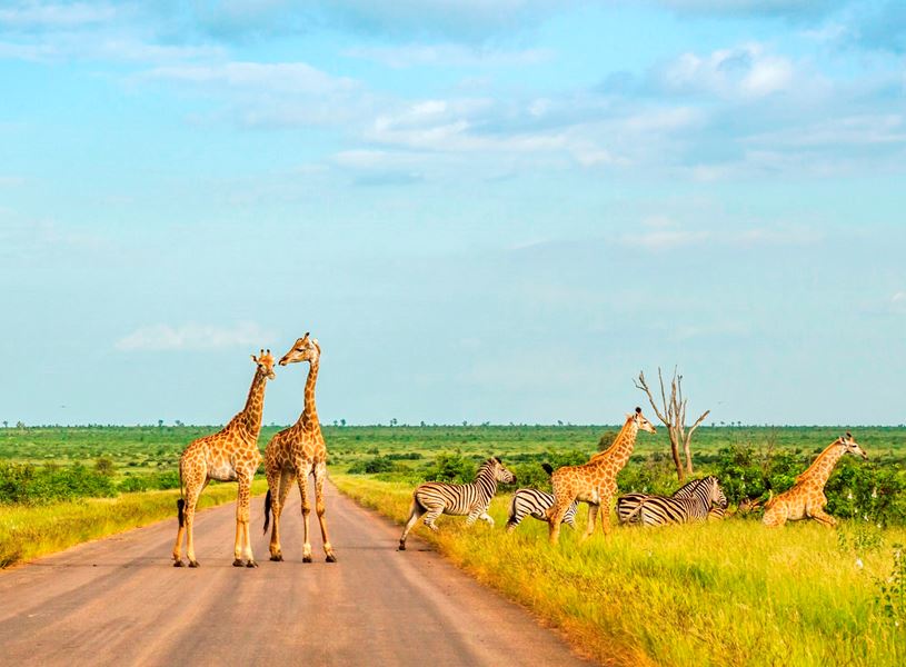 Group of giraffes and zebras crossing the road in Kruger National Park, South Africa