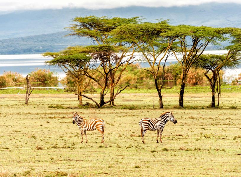 Two zebras on African plains, Crescent Island, Lake Naivasha, Kenya