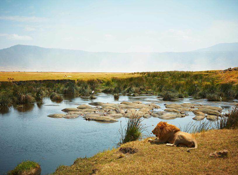 Male lion resting, group of hippos in a watering hole behind, Ngorongoro, Tanzania