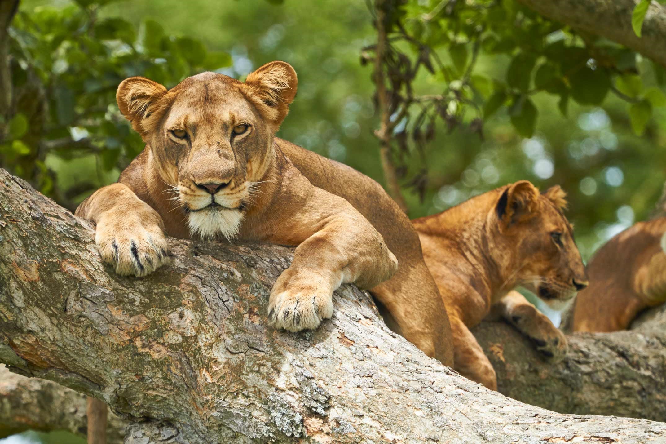 Three lions lying on a tree on a sunny day, Africa