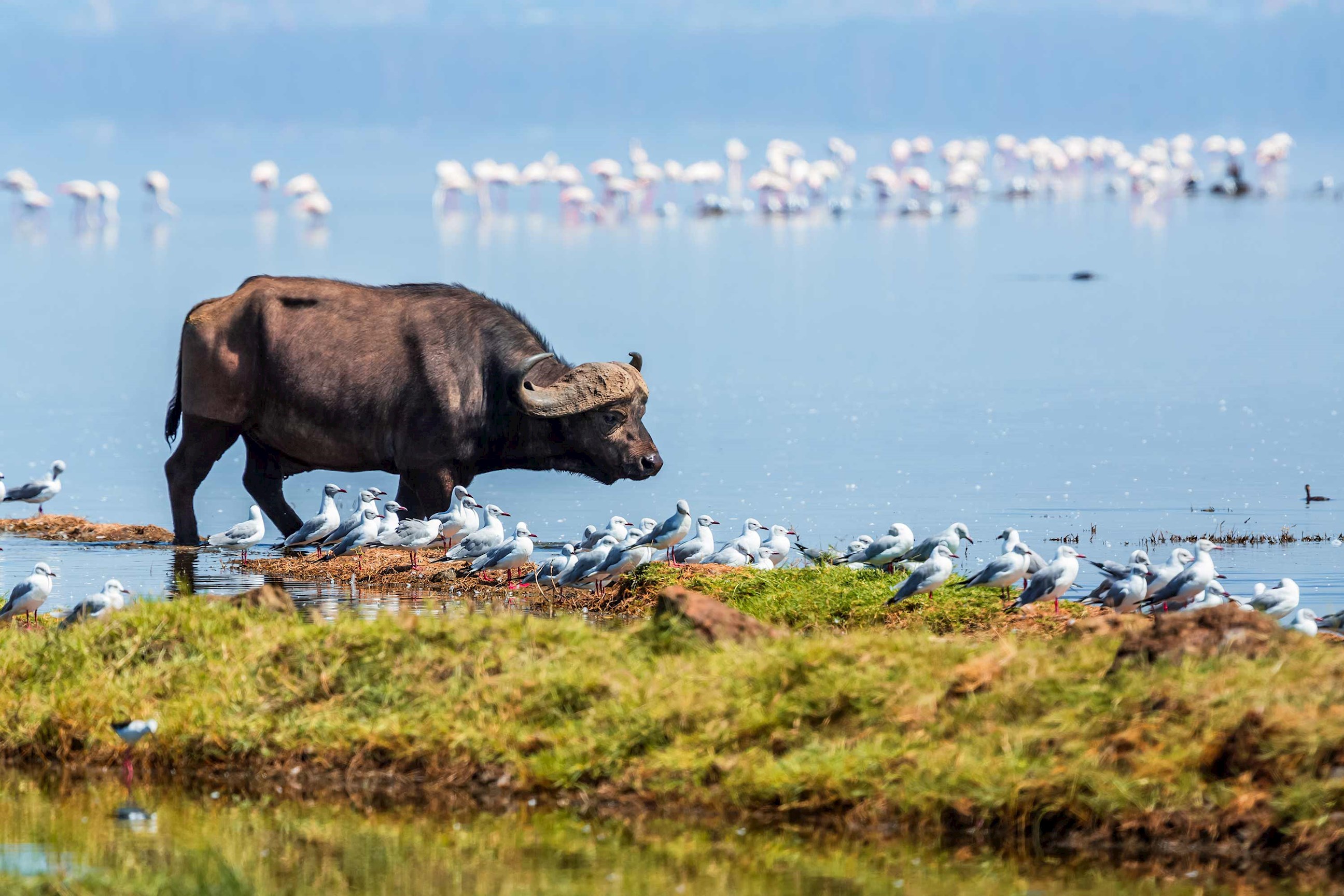 African Buffalo grazing at marsh, Lake Nakuru Park, Nairobi, Kenya