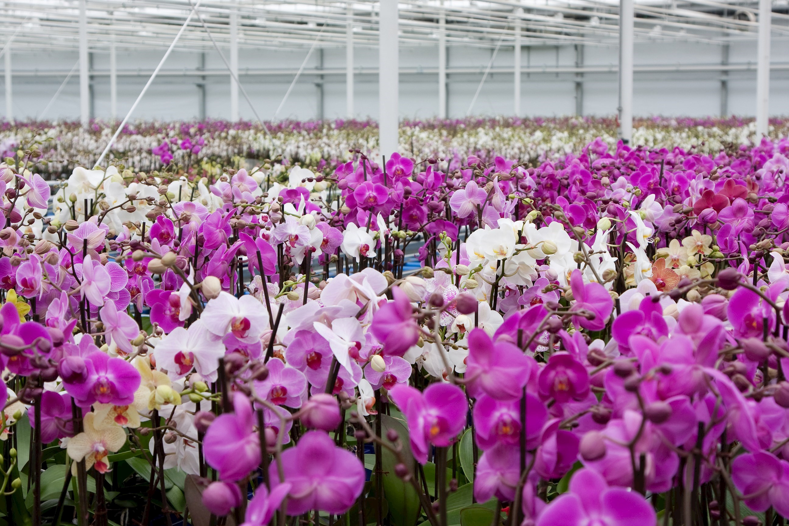 Rows of vibrant purple and white orchids inside large greenhouse
