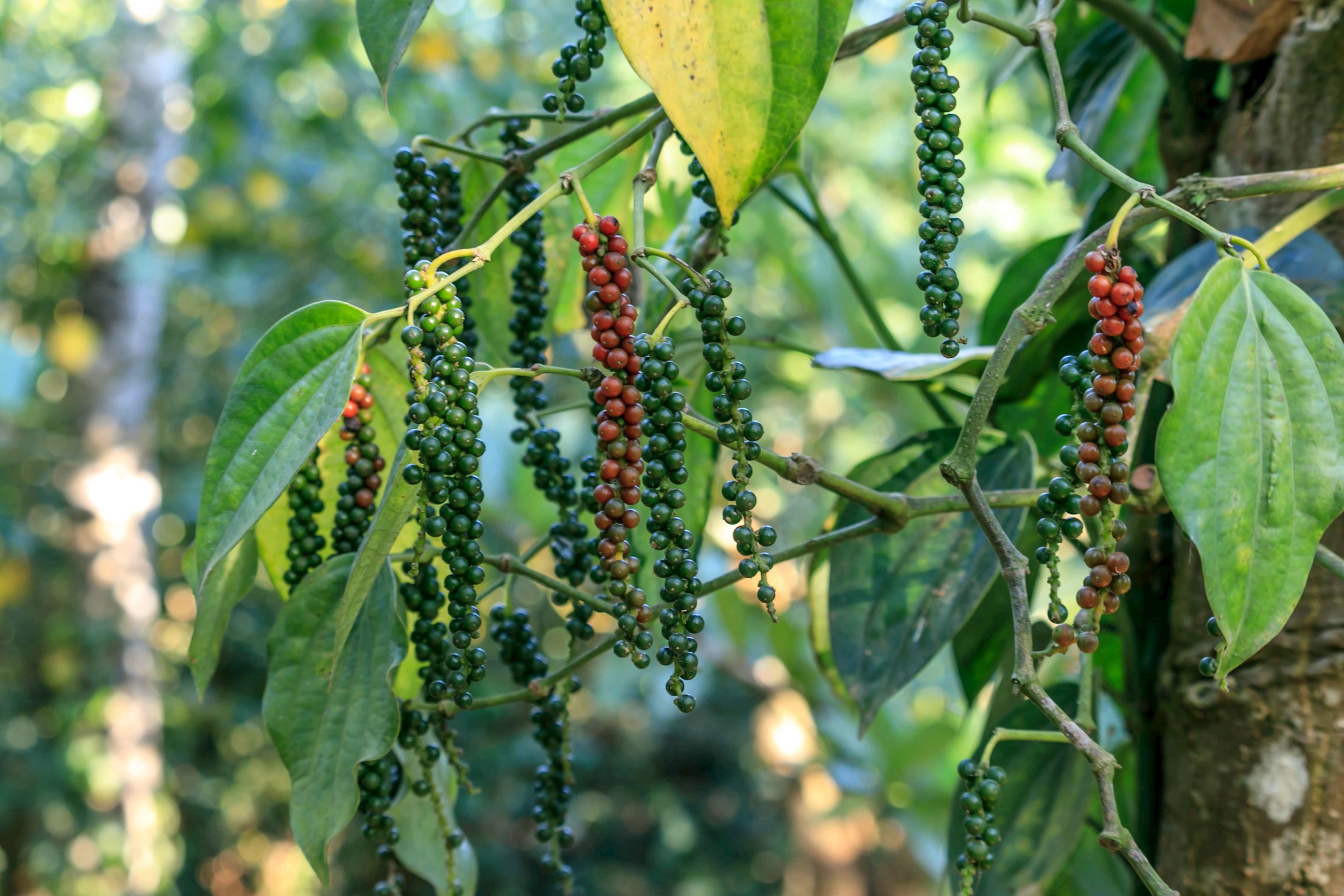 Close up of the bBack Pepper plant with peppercorns, Kerala, India