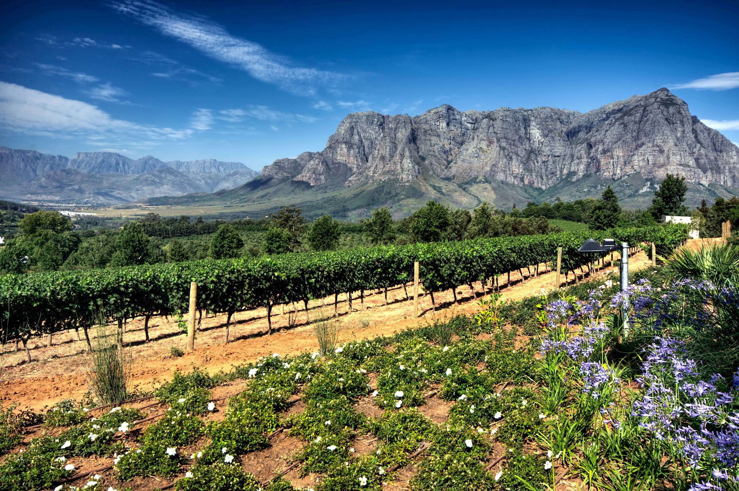 Sunny Cape Winelands landscape with vineyards, wildflowers and mountains, South Africa