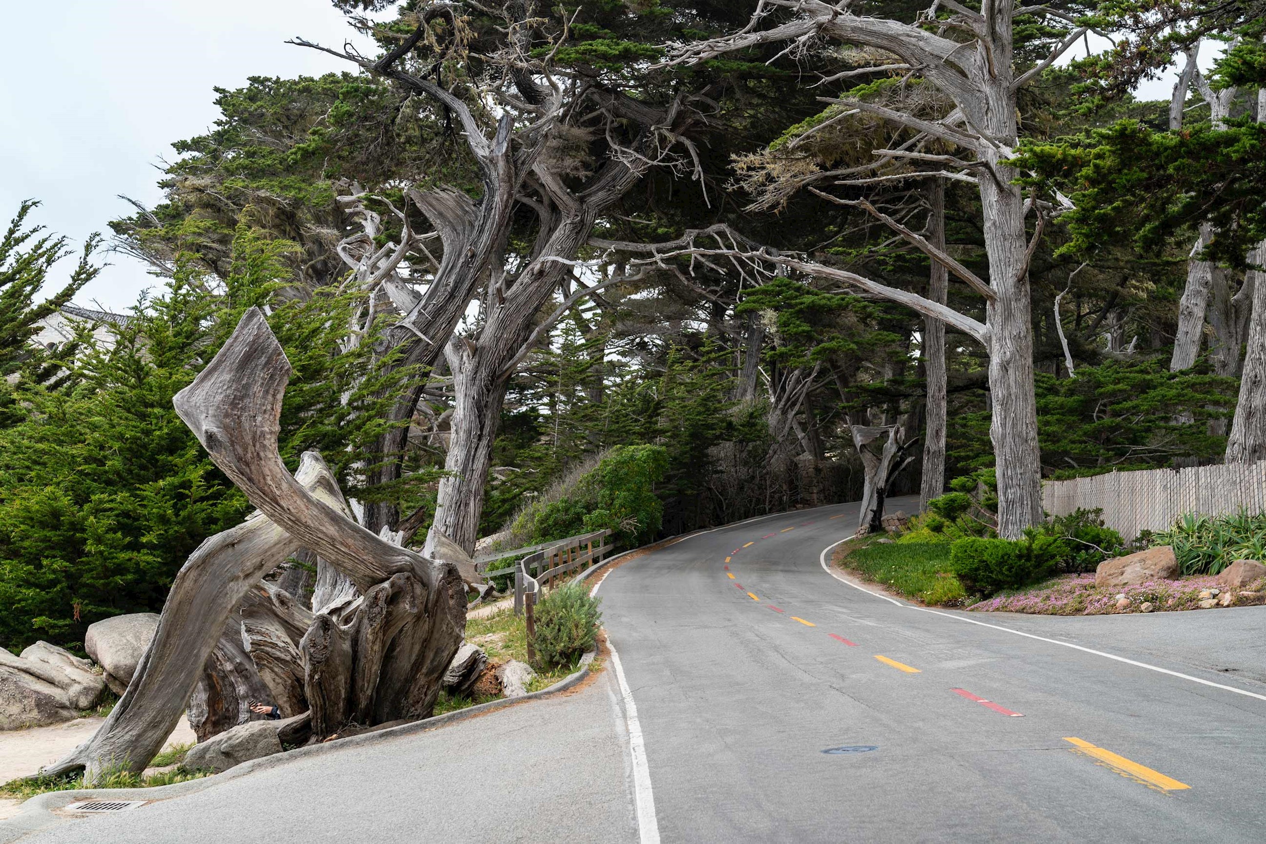 Visit 17 Mile Drive Monterery, USA