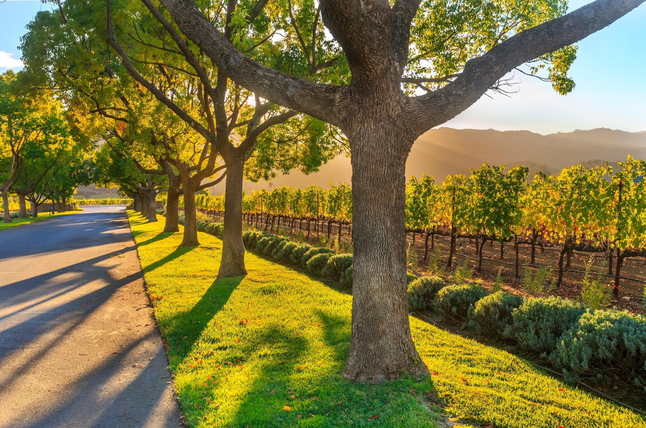Scenic road lined with trees and vineyards, Cape Winelands, South Africa