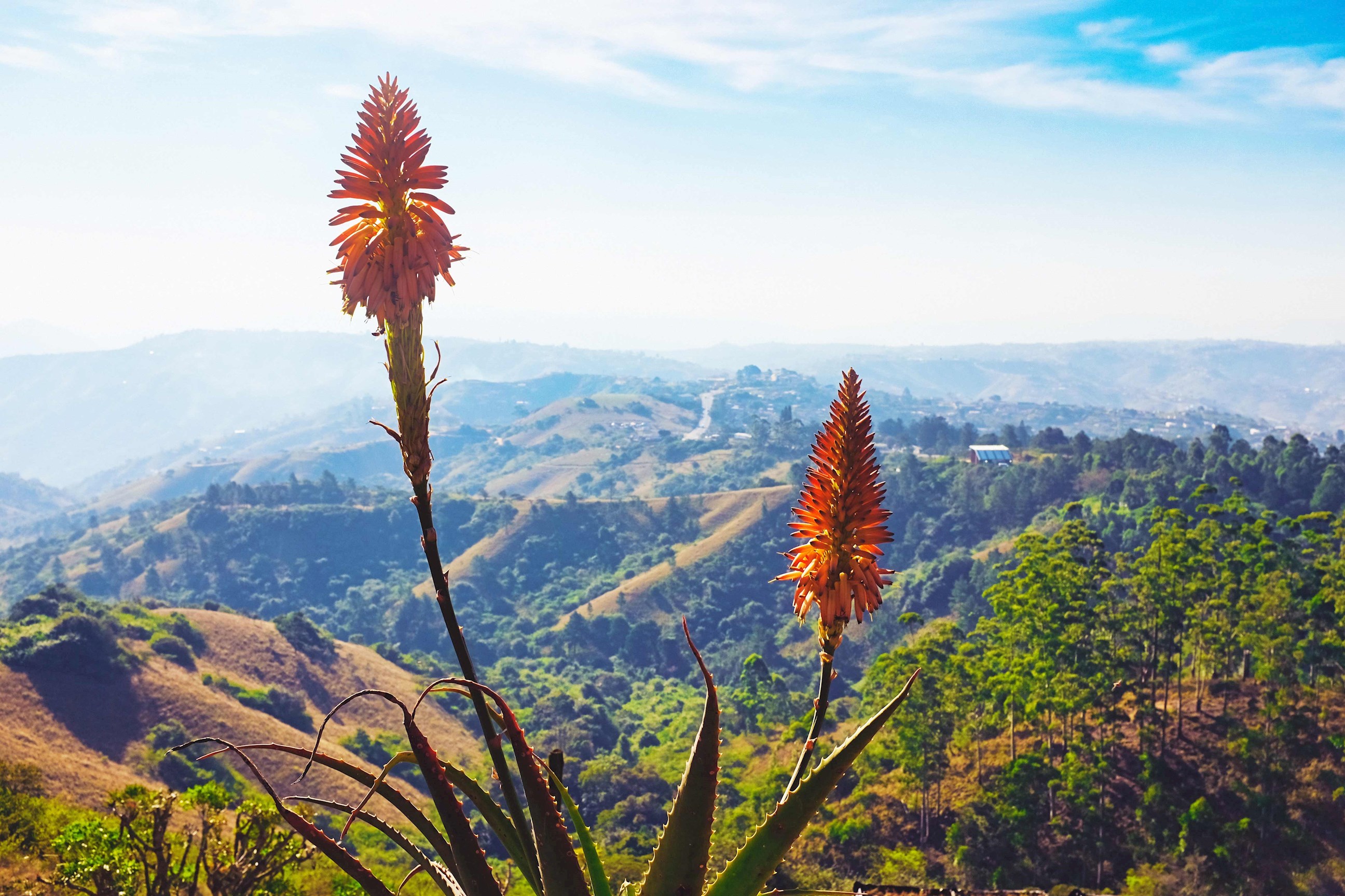 Bright orange aloe flower in Thousand Hills, KwaZulu-Natal, South Africa