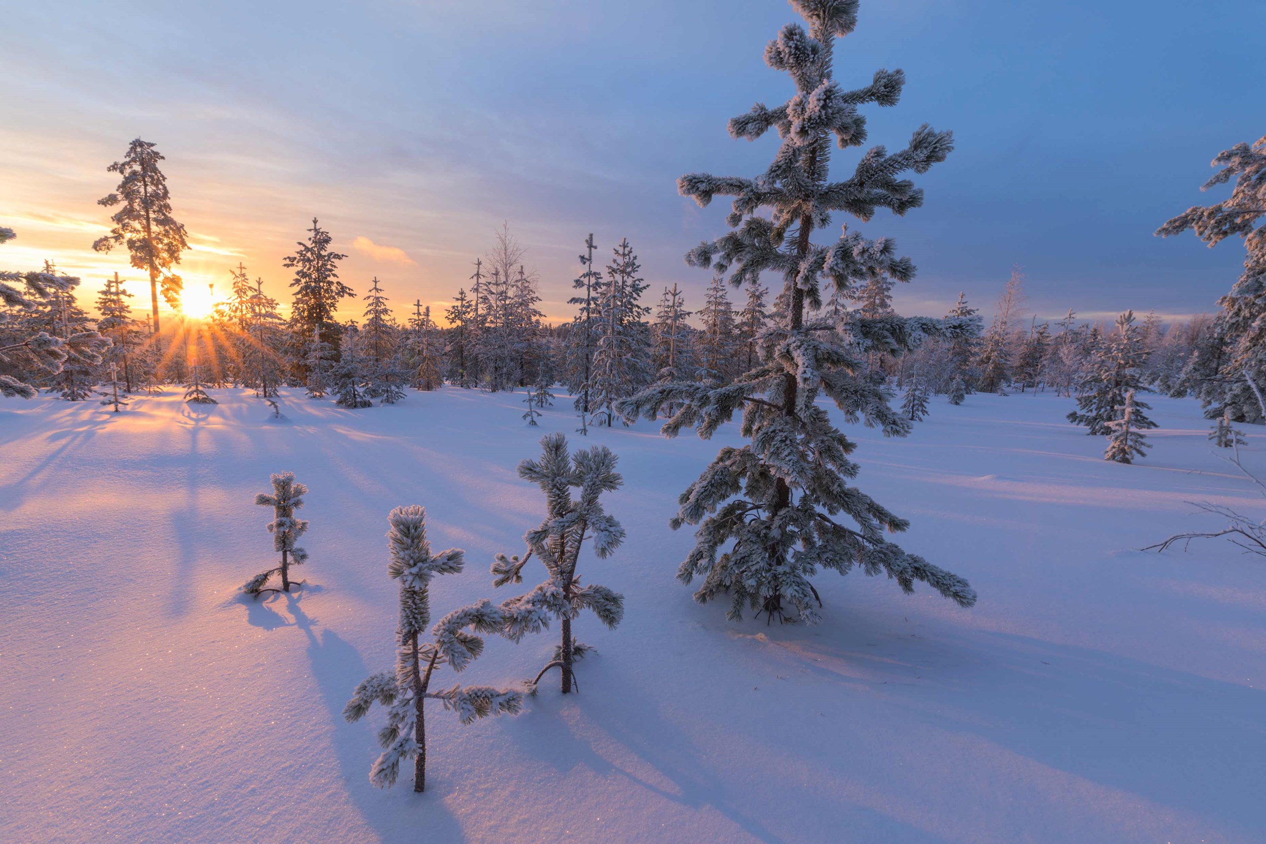 Snowy forest at sunset in Rovaniemi, Finland