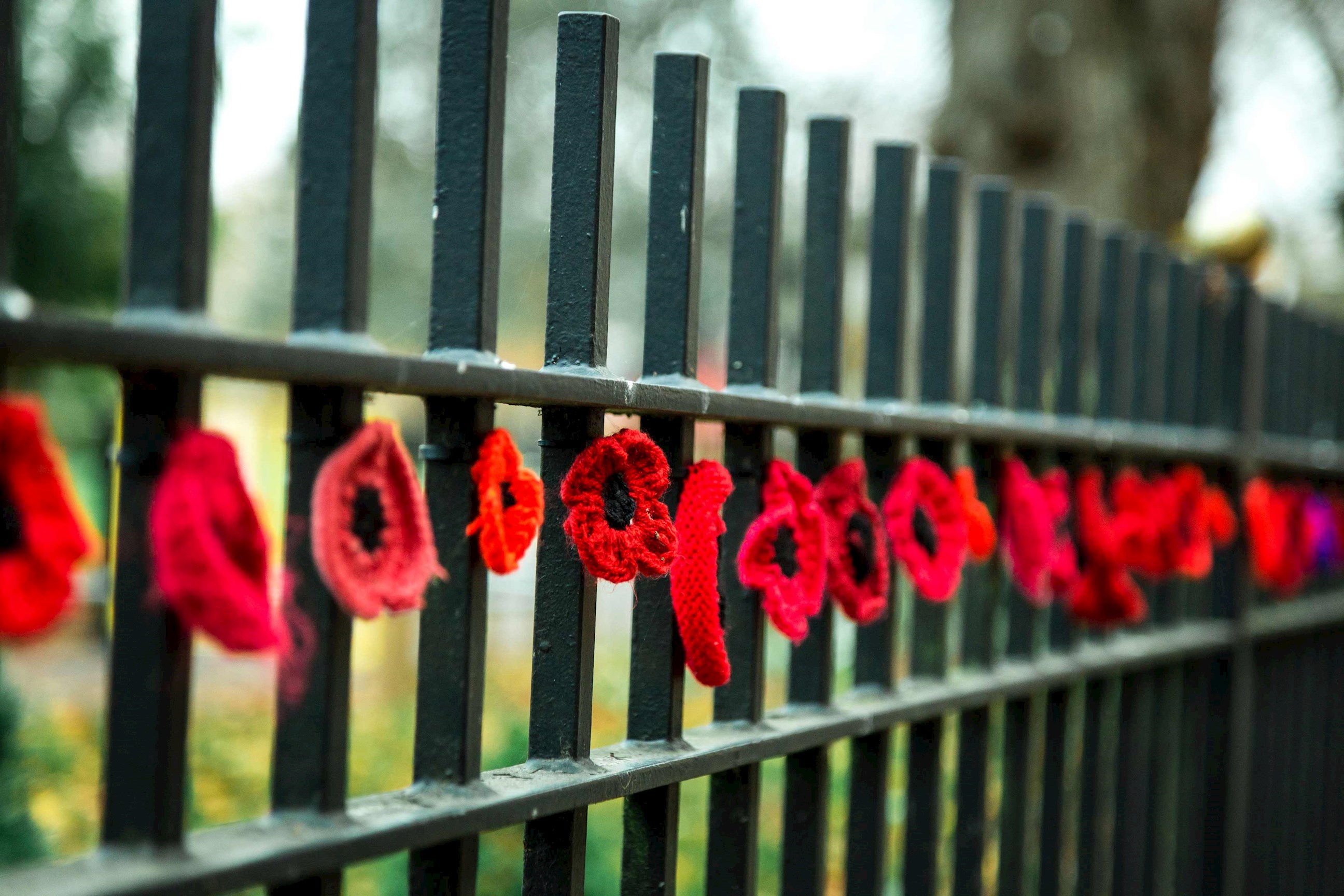 Knitted red poppies on black metal fence in outdoor memorial display