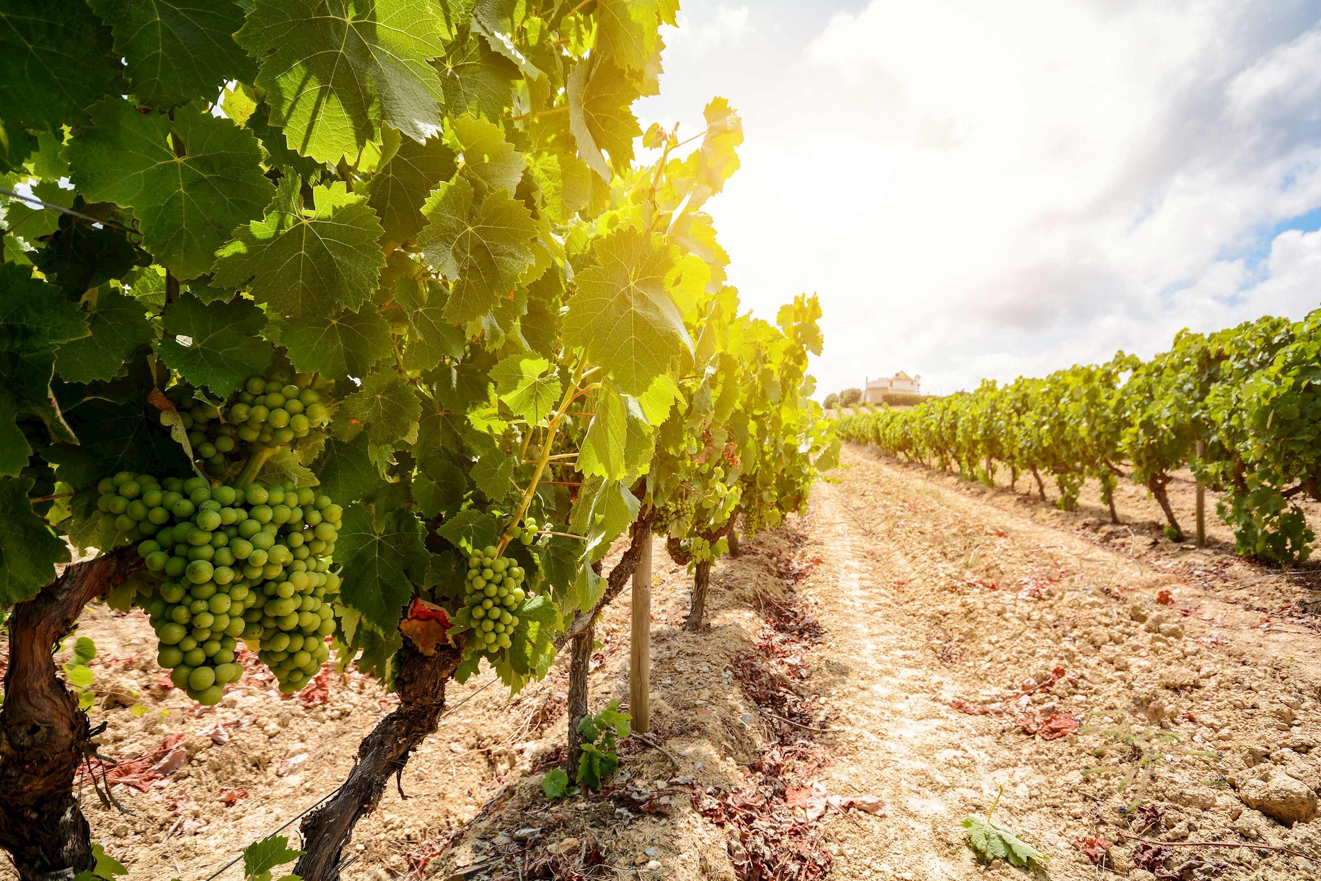 Vineyards in Alentejo, Portugal