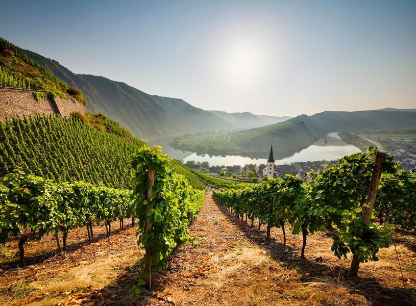 Vineyard in Rhine Valley, Germany