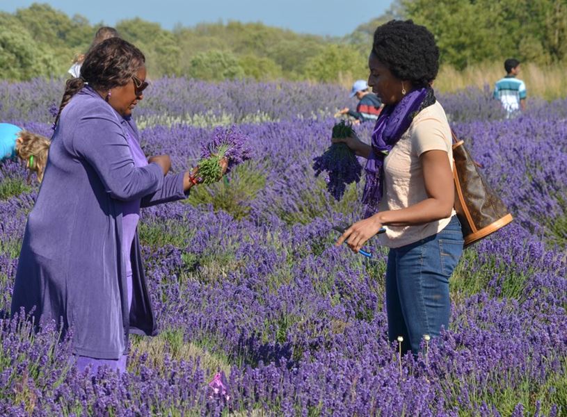 visit Jardin du Soleil a lavender farm in Sequim, Washington, USA