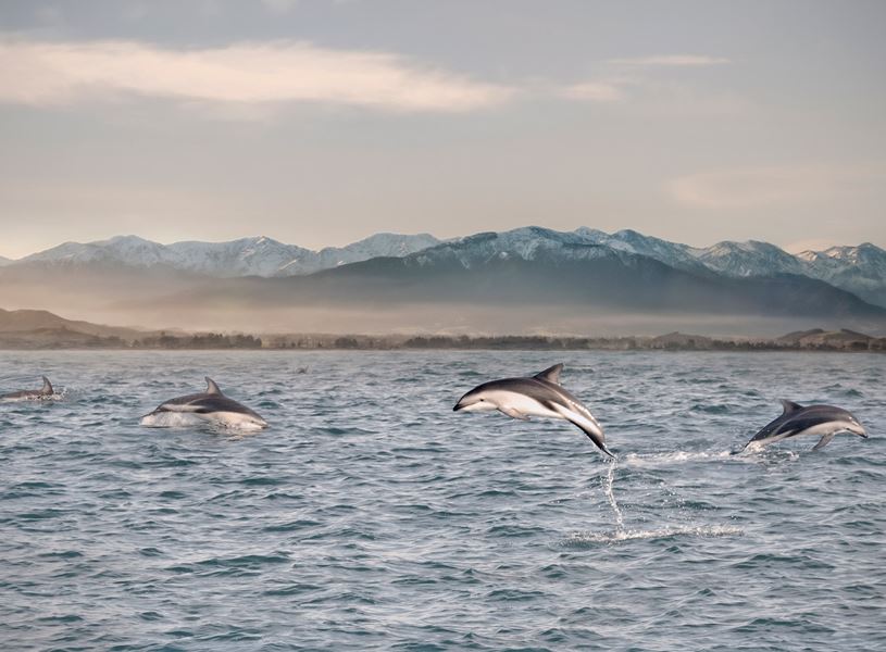 See dolphins in Kaikoura, South Island, New Zealand