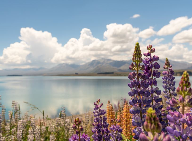 visit-lake-tekapo-new-zealand