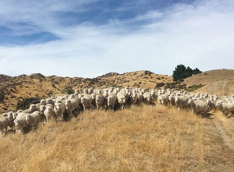 Hurunui hills farm experience in New Zealand