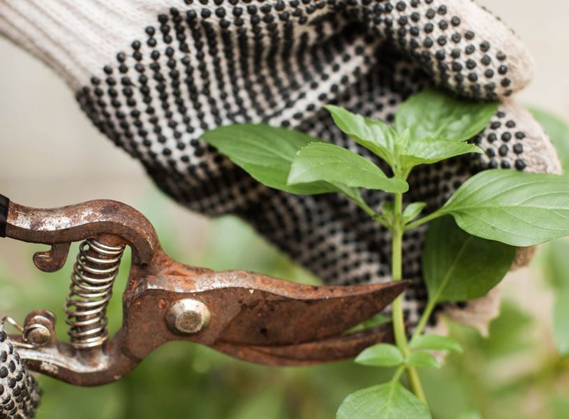 Visit a Local Kitchen Garden in Brecon Beacons, Wales