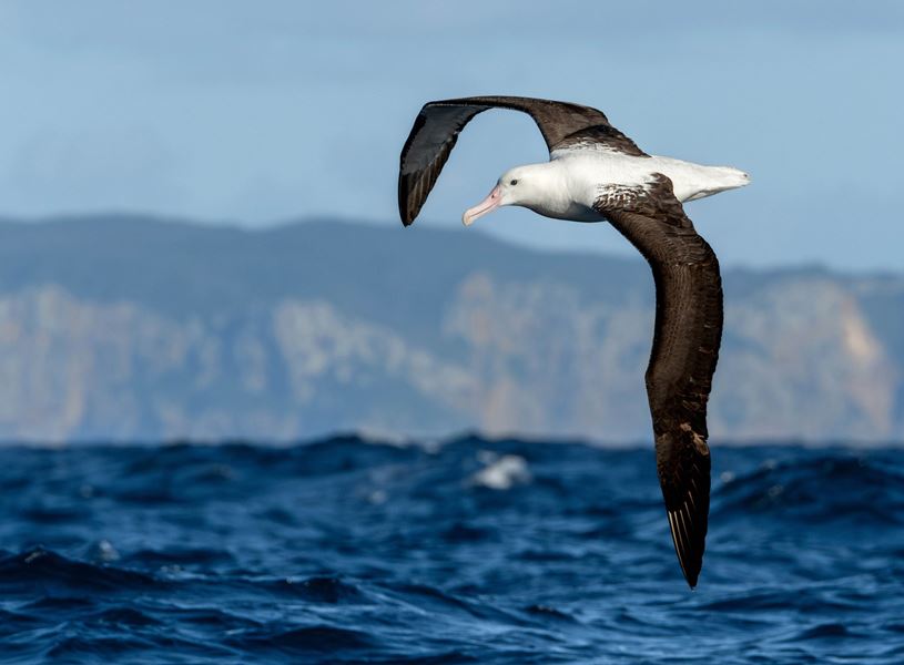 See birds in Kaikoura wildlife hospital, Canterbury, New Zealand