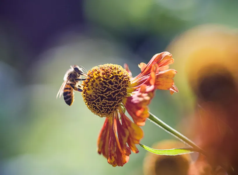 Meet the beekeeper of Apidae in Geneva, Switzerland