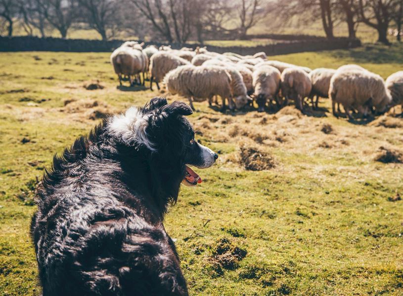 A Sheepdog and Sheep in Kilkenny, Ireland