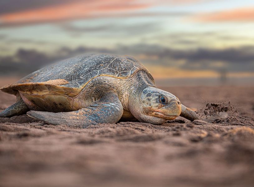 Visit a Turtles Sanctuary, Athens, Greece
