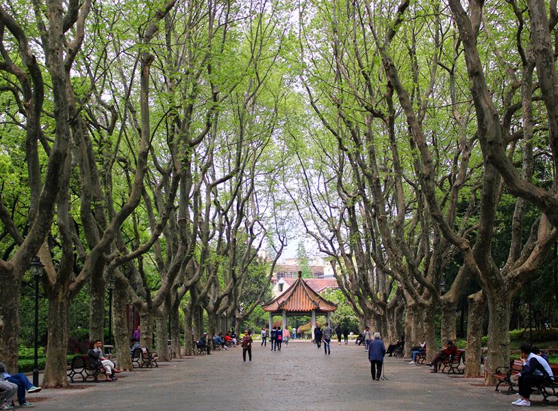 Plane trees lining path toward pavilion in Xiangyang Park, Shanghai