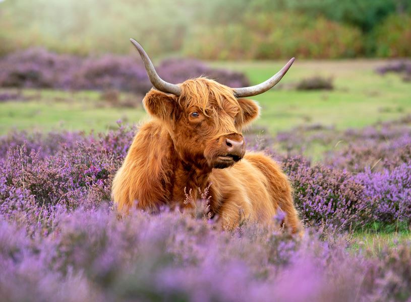 Close Up Highland Cow Grazing Amongst Purple Heather, Cairngorm National Park, Scotland