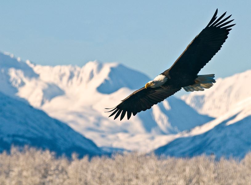 Bald Eagle in flight in Alaska, USA