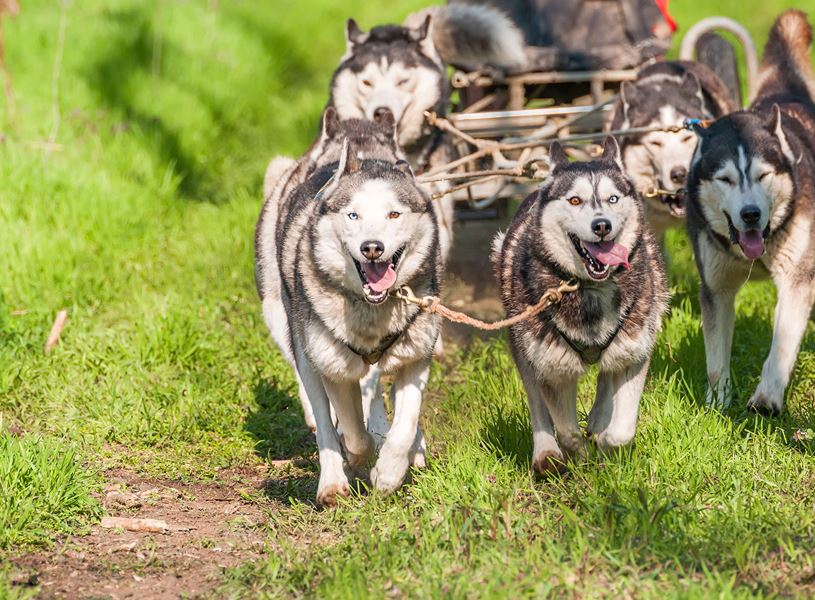 Admire dog sledding through the fields in Fairbanks, Alaska, USA