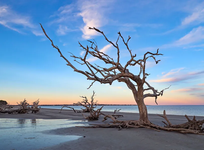 Driftwood Beach, Jekyll Island, Georgia, USA