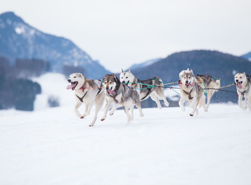 Join a dog sledding tour, Talkeetna, Alaska, USA