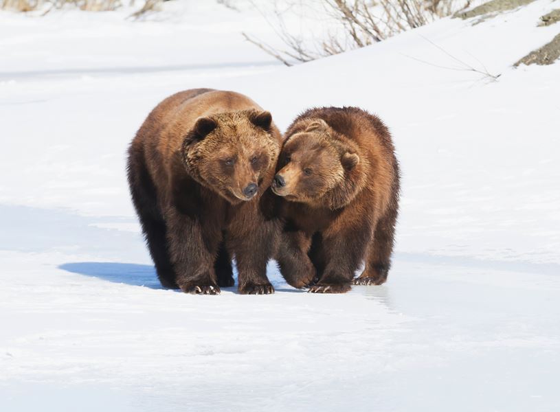 Experience at Alaska Wildlife Conservation Centre, Anchorage, Alaska, USA