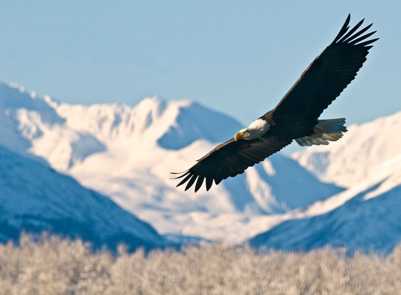 Discover the science and stewardship in Denali and other Alaskan national parks, Talkeetna, Alaska, USA