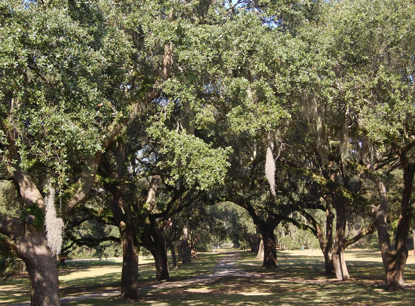 McLeod Plantation Historic Site on James Island in Charleston, South Carolina, USA