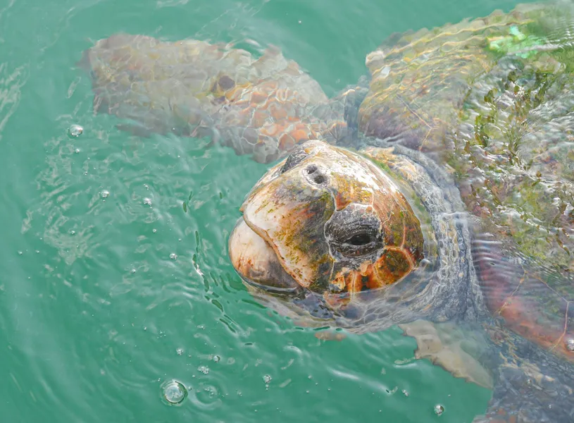 Private behind-the-scenes tour of the rehabilitation centre of the Georgia Sea Turtle Center, Jekyll Island, Georgia, USA
