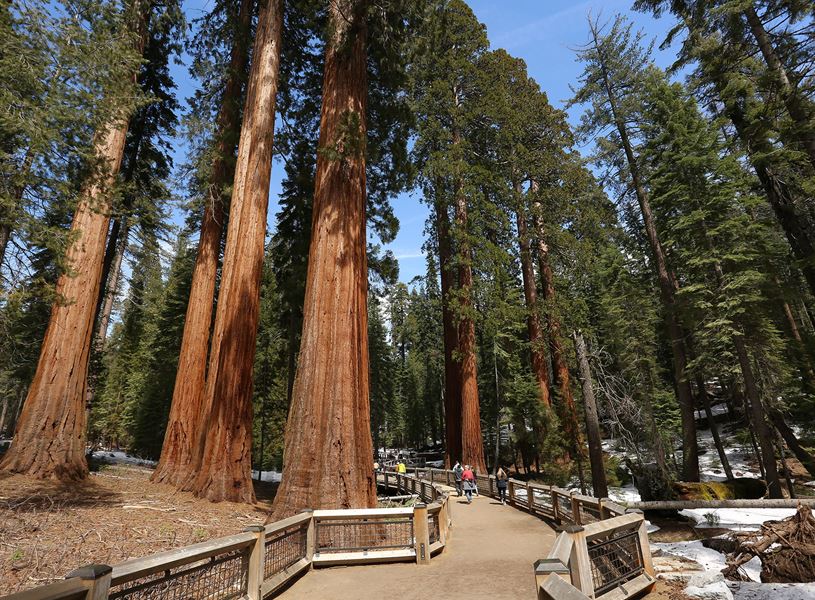 Giant Sequoia trees in Yosemite National Park, California, USA