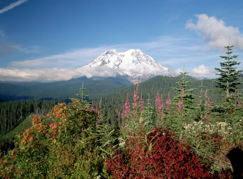 Mount St. Helens and Wildflowers, Skamania, Washington, USA