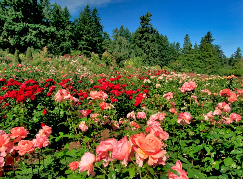 International Rose Test Garden in Washington Park, Portland, Oregon, USA 