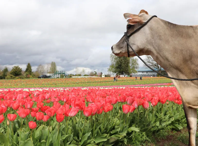 Make Travel Matter TMK Creamery, Canby, Oregon, USA