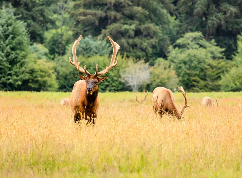 Roosevelt elk, Prairie Creek, Redwood National and State Parks, California, USA