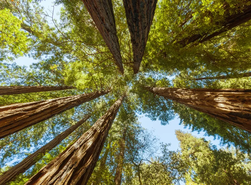 Redwood forest Looking Up, Humboldt Redwoods State Park, California, USA