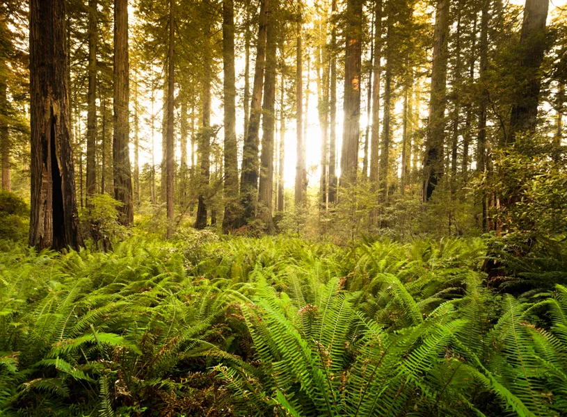 Redwood trail Humboldt Redwoods State Park, California, USA