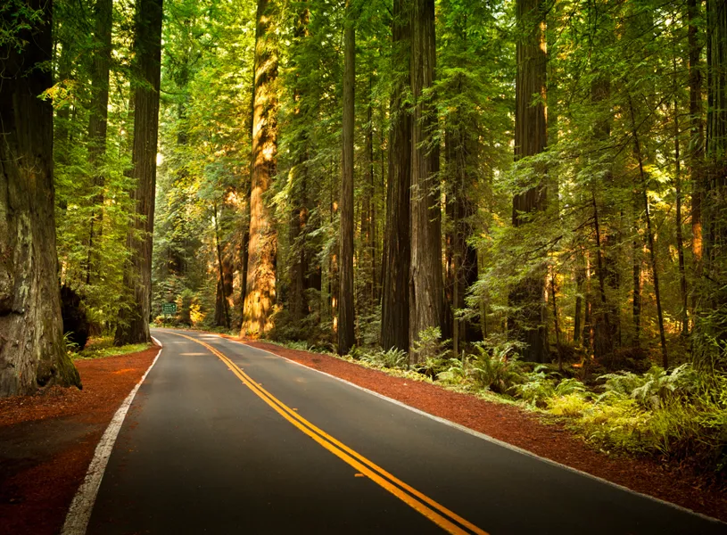 Avenue of the Giants Humboldt Redwoods State Park California, USA