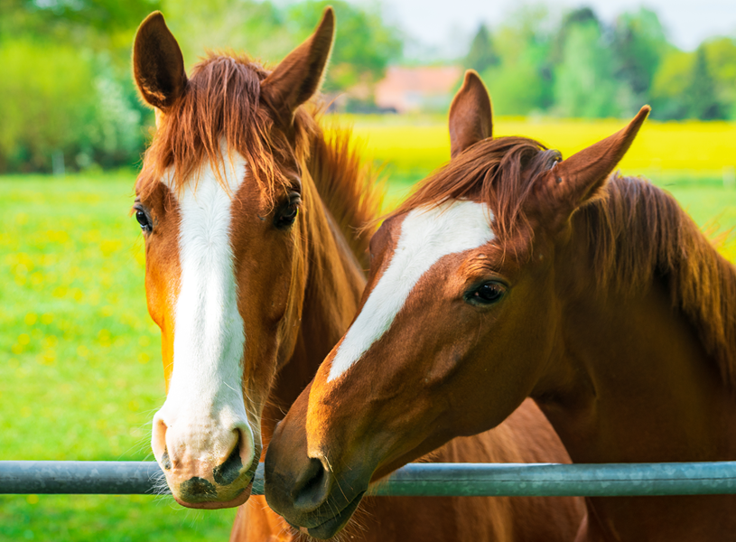 Two brown horses behind gate in green field with yellow flowers